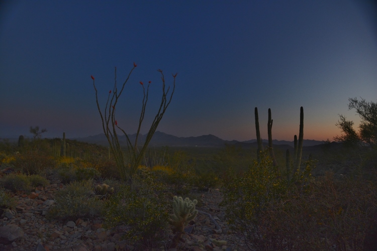 desert floor at sunset